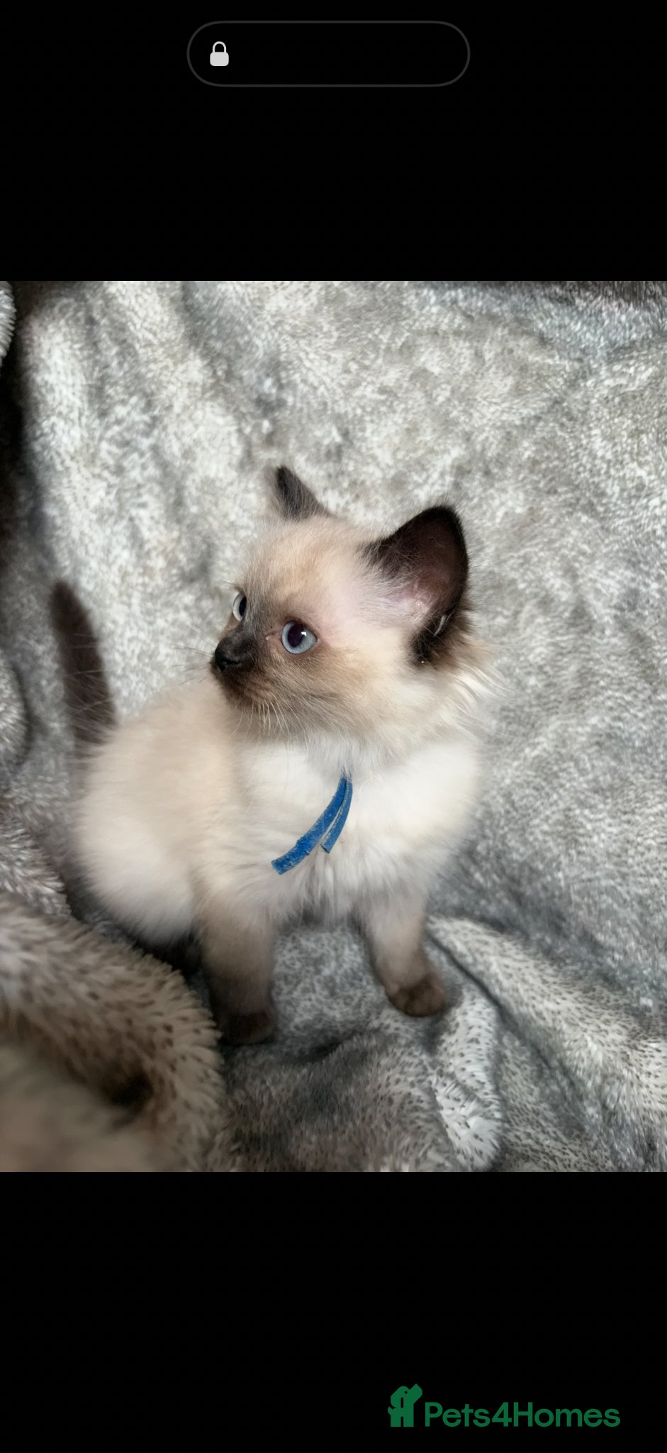 Ragdoll cats ❤️Gccf Luxury Seal Point Ragdoll Kittens ❤️ - Advert 2