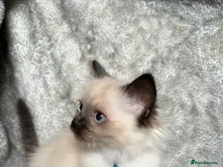 Ragdoll cats ❤️Gccf Luxury Seal Point Ragdoll Kittens ❤️ - Advert 6