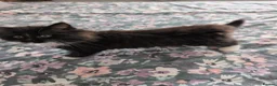 British Shorthair cats for sale: 3 British mixed breed kittens - Advert 15