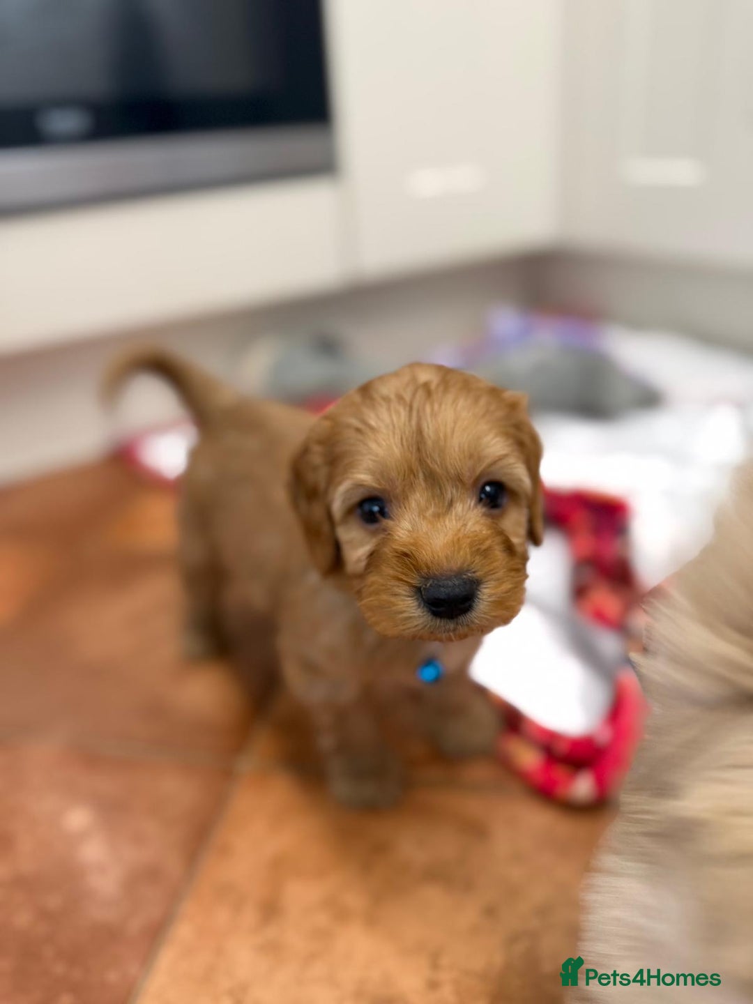 Cockapoo dogs for sale: Bred From Health Tested Parents - Advert 7