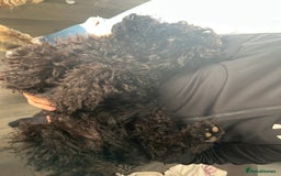 Miniature Poodle dogs for sale: Miniature poodles - Image 13