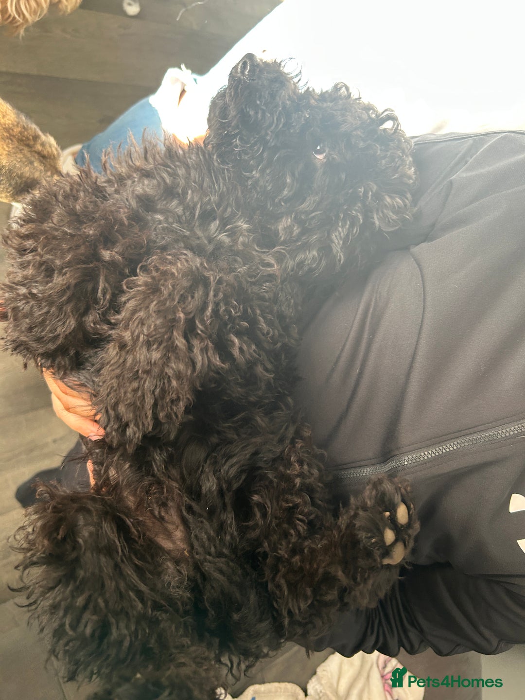 Miniature Poodle dogs for sale: Miniature poodles - Image 13