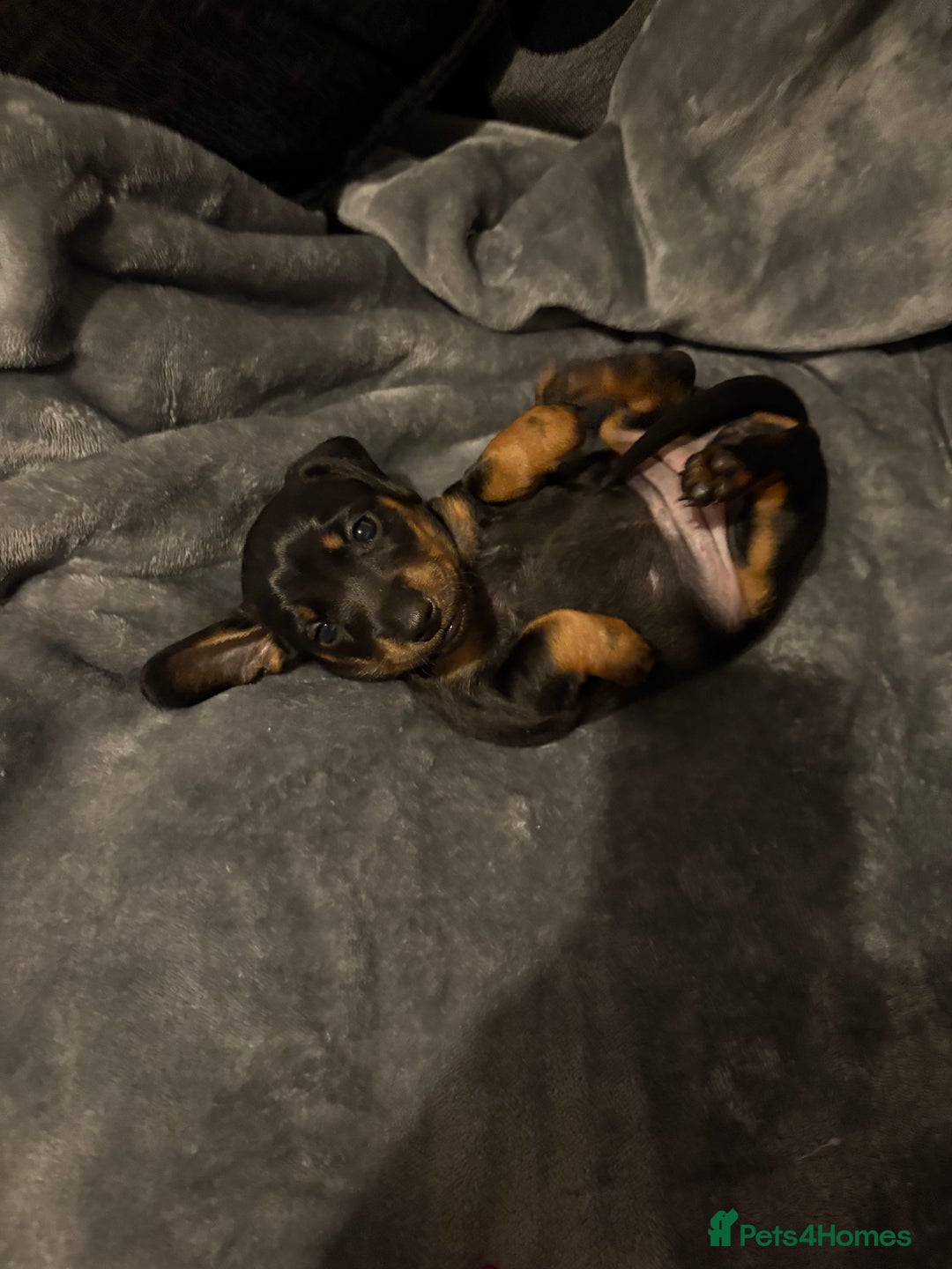 Dachshund dogs for sale: Dachshunds pups for sale - Advert 10