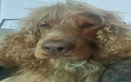 Cocker Spaniel dogs for stud: Proven Chocolate Sable Show Cocker STUD in Hull - Image 16