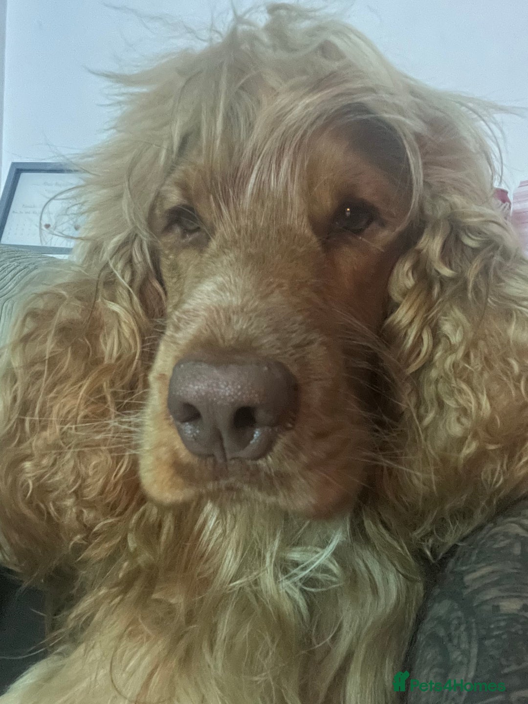 Cocker Spaniel dogs for stud: Proven Chocolate Sable Show Cocker STUD in Hull - Image 16
