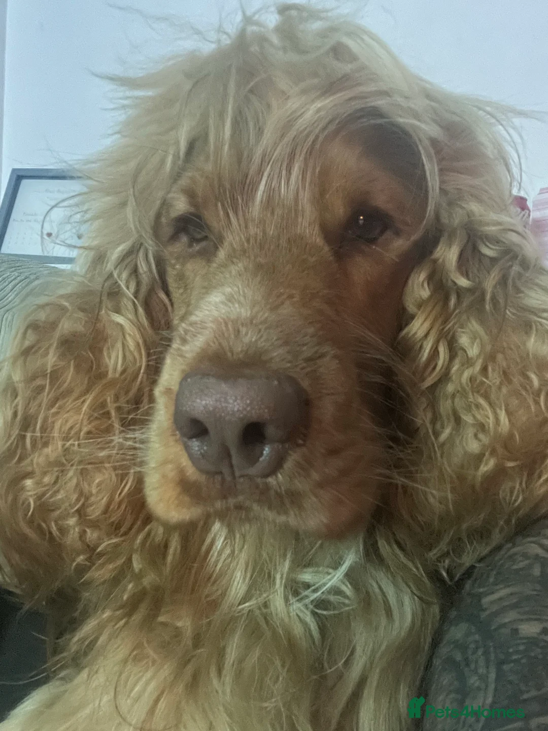 Cocker Spaniel dogs for stud: Proven Chocolate Sable Show Cocker STUD in Hull - Advert 16