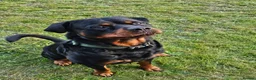 Rottweiler dogs for stud: Mr. Loki - Advert 1