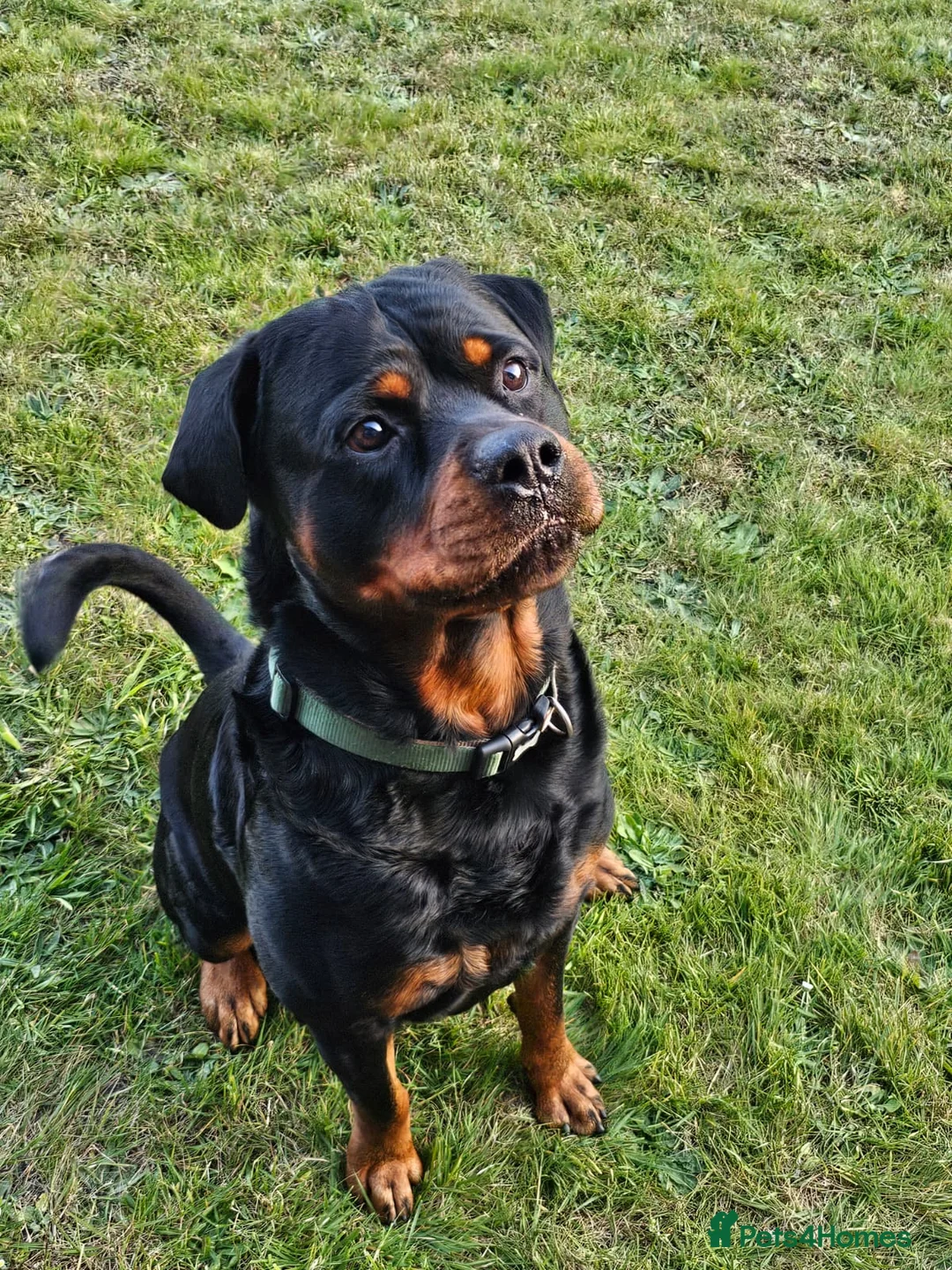 Rottweiler dogs for stud: Mr. Loki - Advert 1