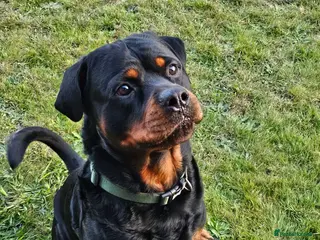 Rottweiler dogs Mr. Loki - Advert 3