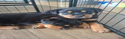 Rottweiler dogs for sale: Forever home  in Plymouth - Advert 12