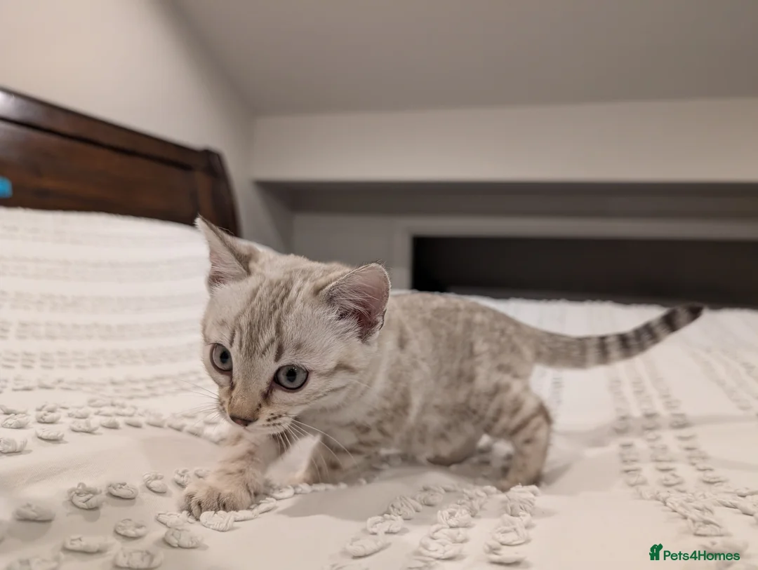 Bengal cats for sale: 🤍🩶 Stunning Snow Bengal Kittens 🩶🤍 - Advert 3