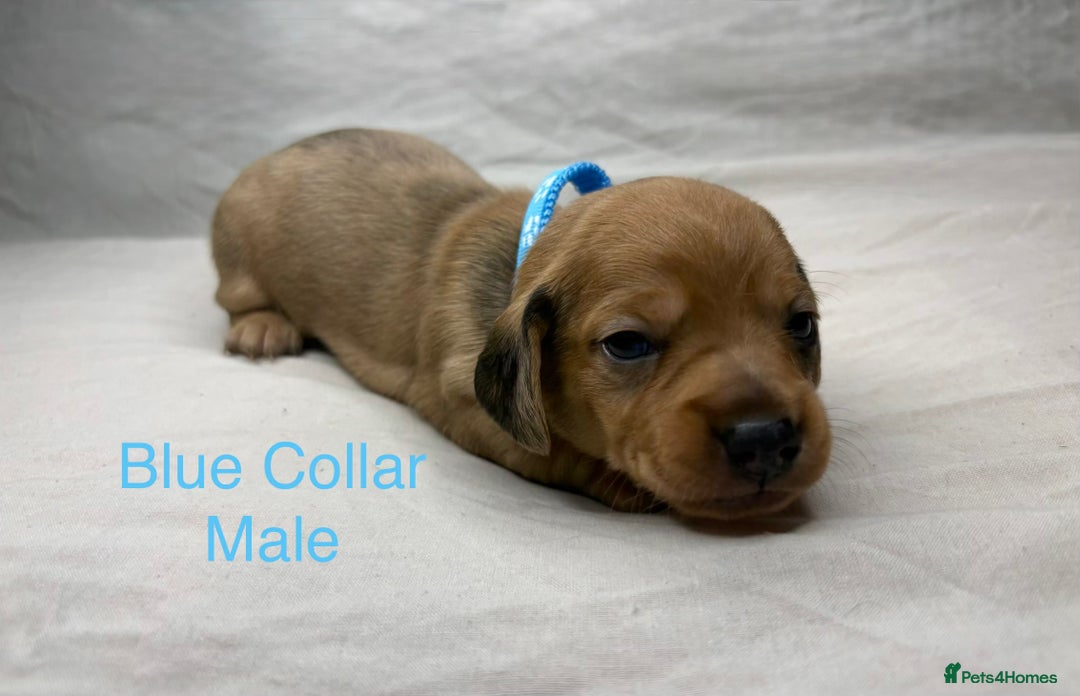 Miniature Dachshund dogs for sale: Miniature Dachshund Puppies💕 - Advert 25