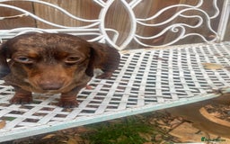 Miniature Dachshund dogs for sale: Miniature dachshund female - Image 4