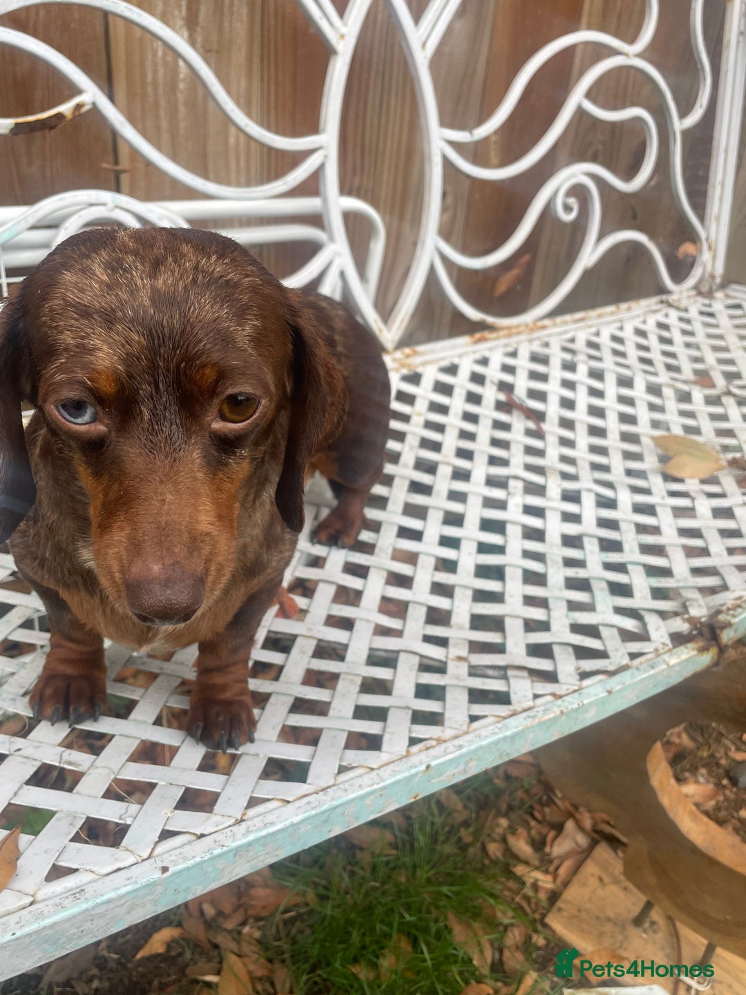 Miniature Dachshund dogs for sale: Miniature dachshund female - Image 4