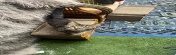 Bengal cats for sale: 2 bengal brothers in Darlington - Advert 3