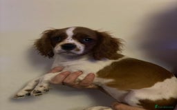 Cavalier King Charles Spaniel dogs for sale: Ready now Blenhiem CKC parents dna tested - Image 6