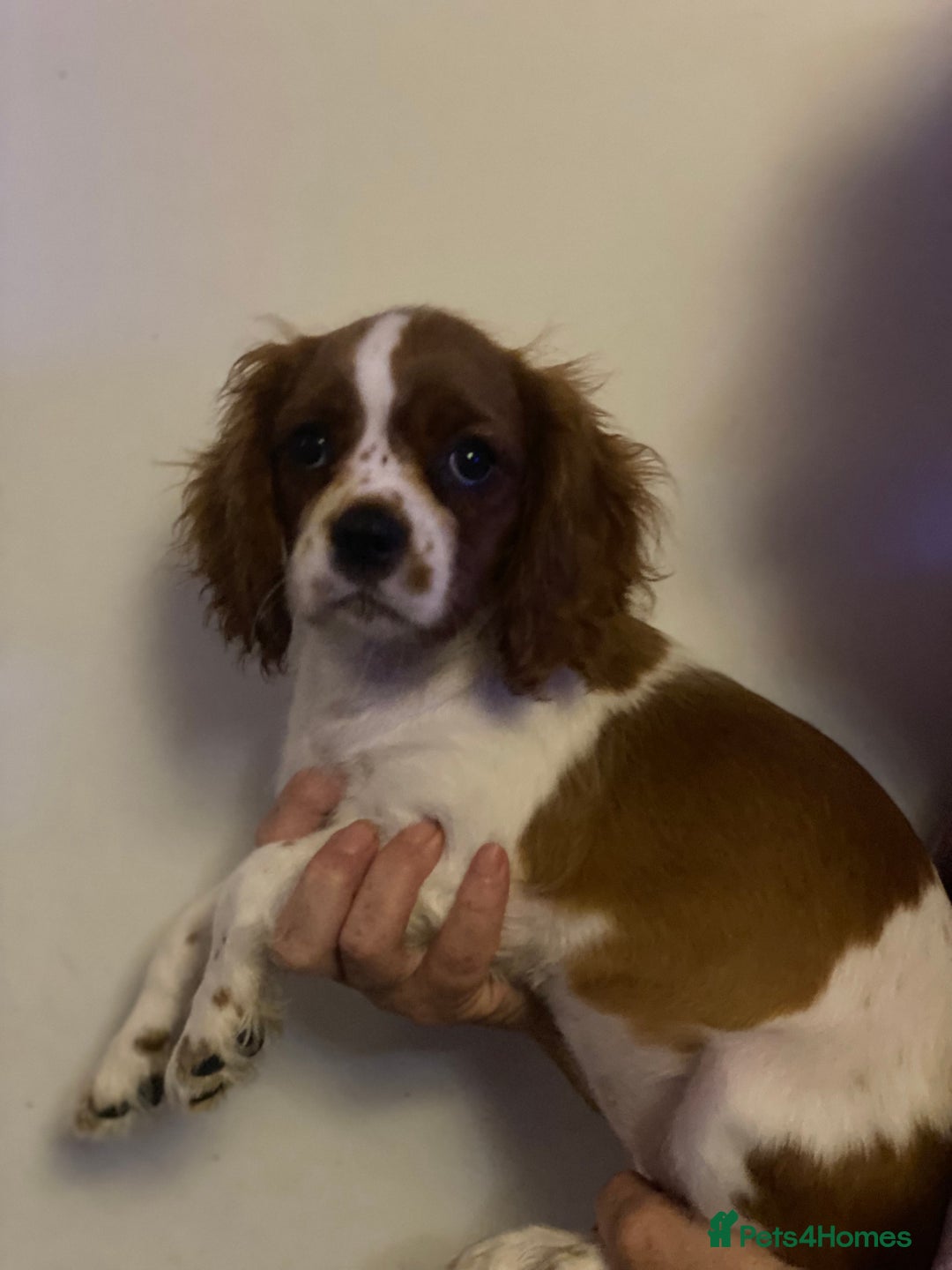 Cavalier King Charles Spaniel dogs for sale: Ready now Blenhiem CKC parents dna tested - Image 6