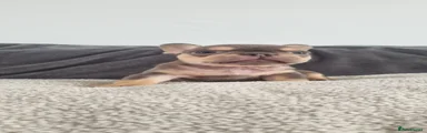 Barry 