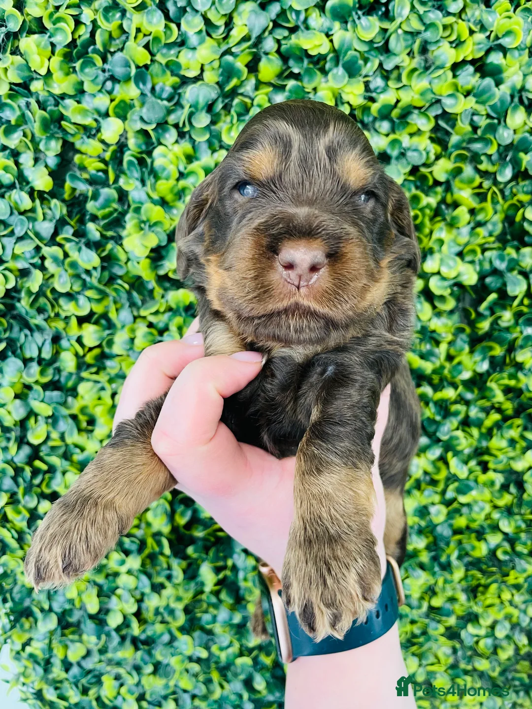 Cocker Spaniel dogs for stud: 🧡🧡 KC REG Stud Orange Roan Show Cocker Spaniel in Northallerton - Advert 4