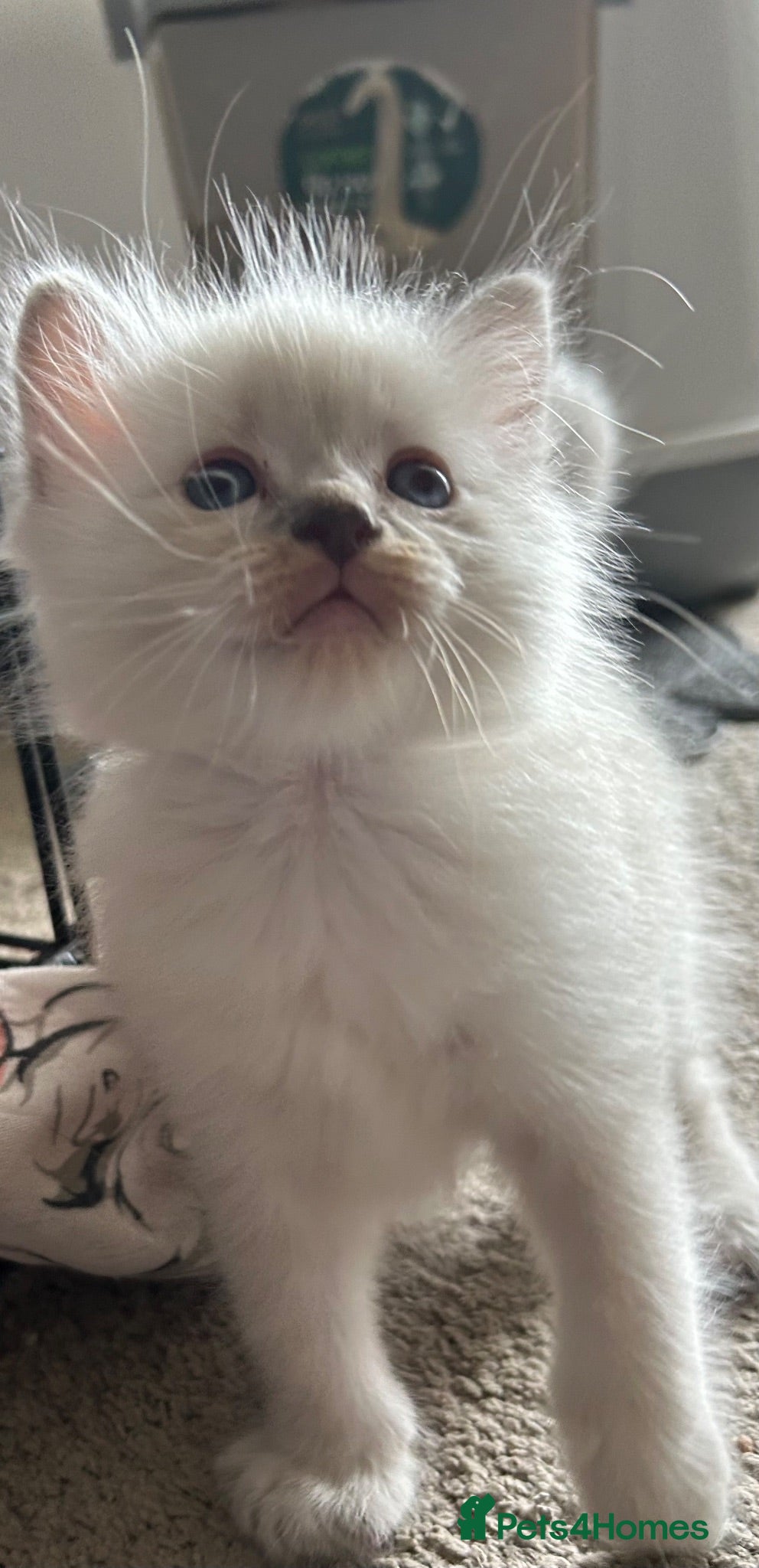 Ragdoll cats Blue eyed ragdoll male  - Advert 1