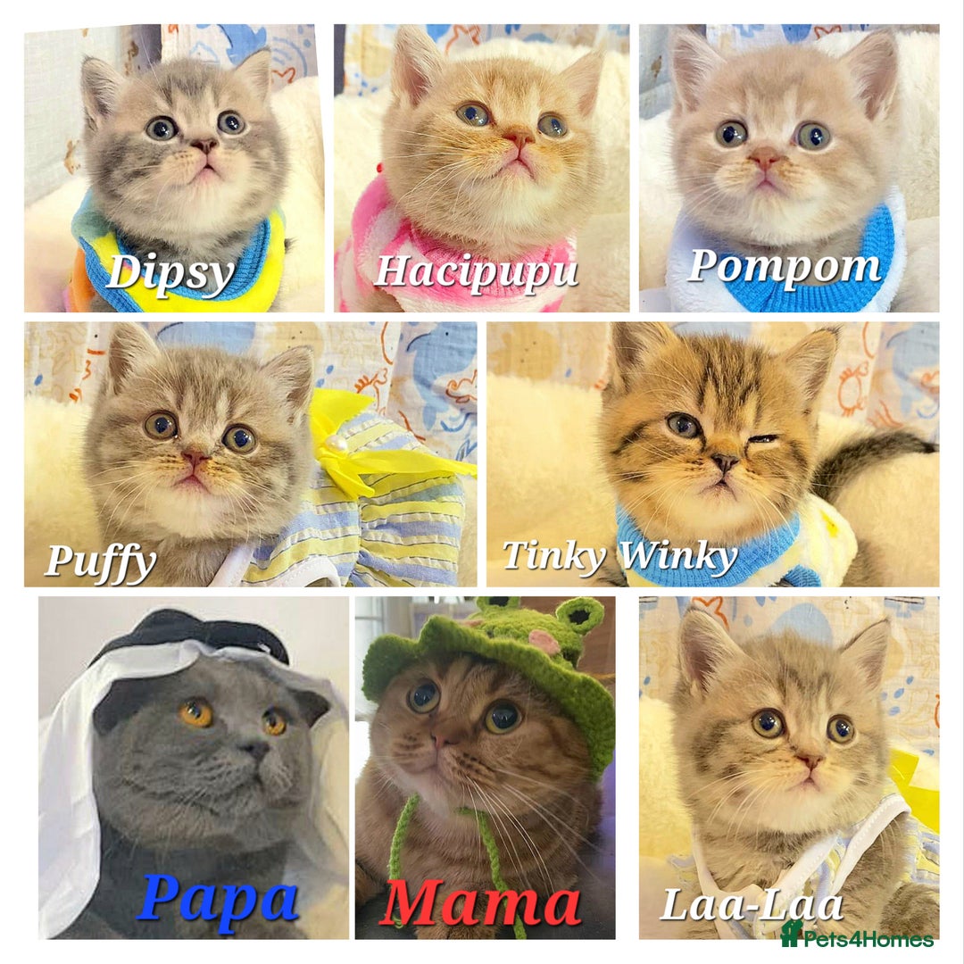 British Shorthair cats for sale: Pure Pedigree British Shorthair  - Image 24