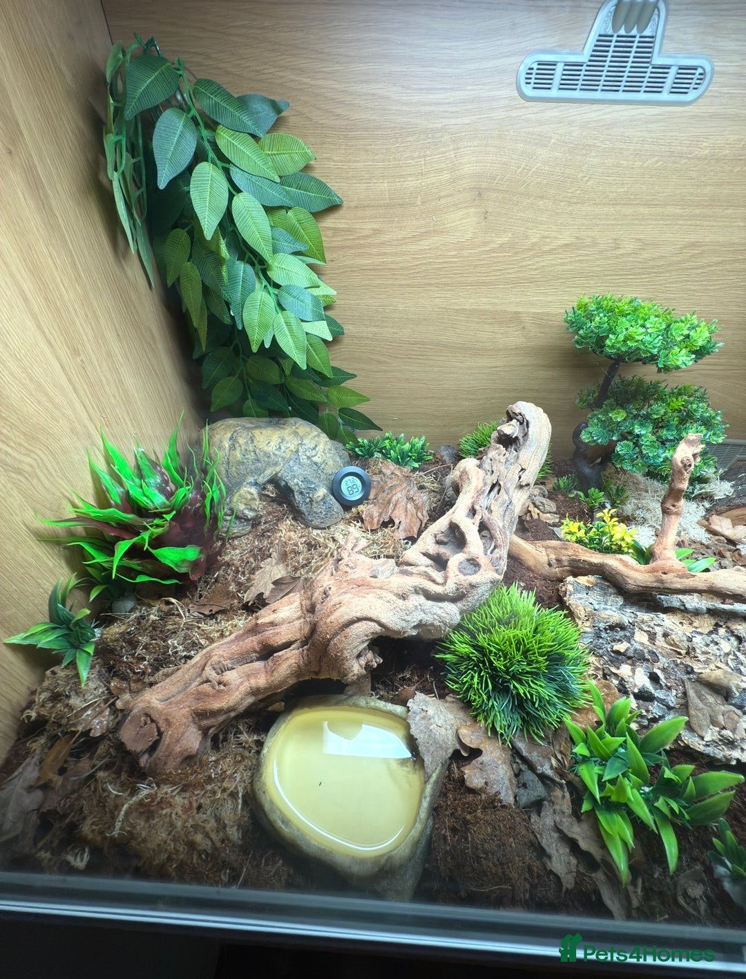 Corn Snake reptiles for sale: Corn snake for sale - Hyde, Manchester - Advert 6