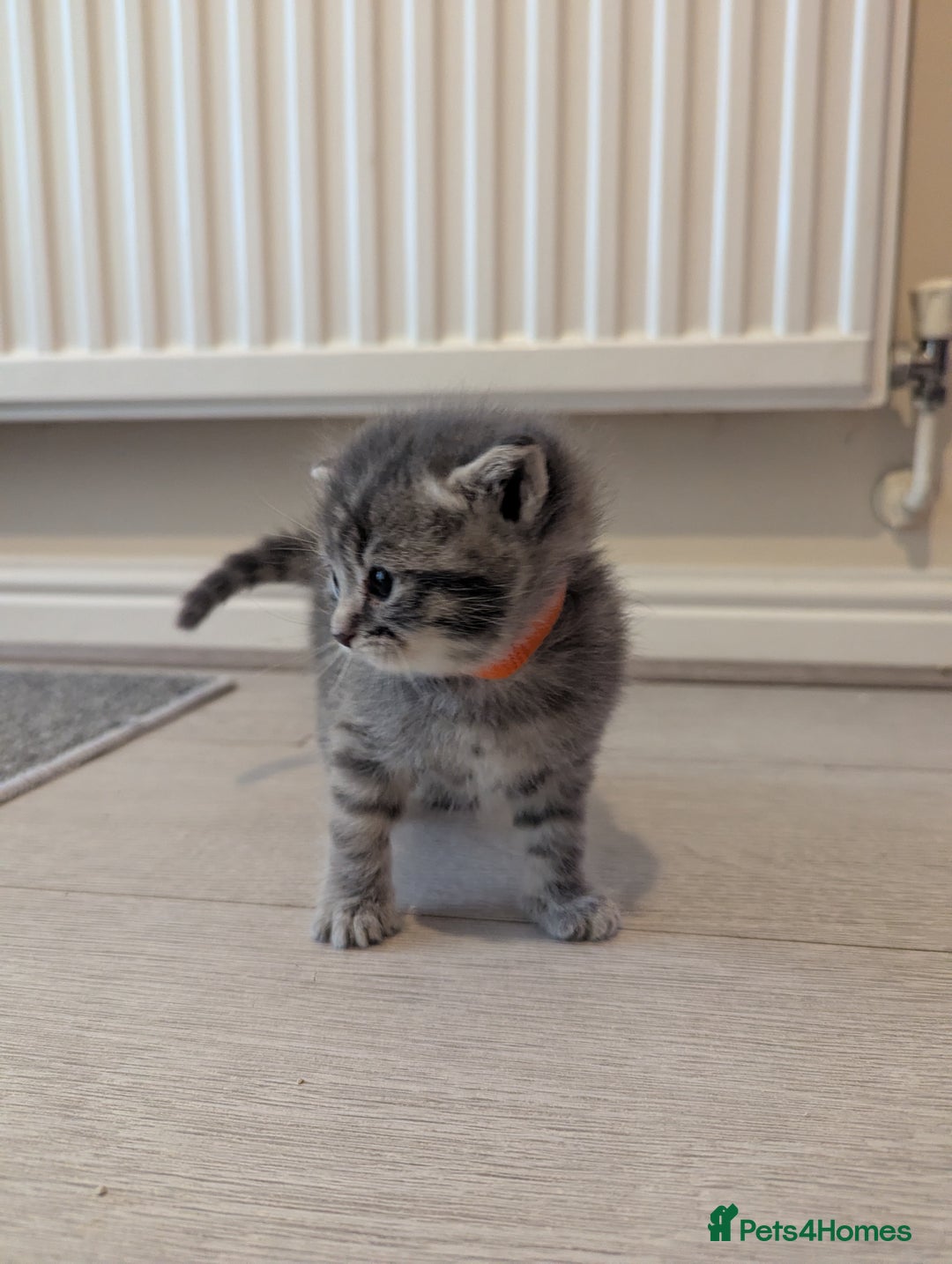 Mixed Breed cats for sale: Beautiful grey silver tabby kittens, ragdoll X Mum - Advert 15