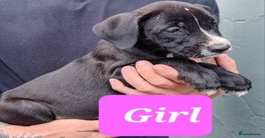 Mixed Breed dogs - Advert 7