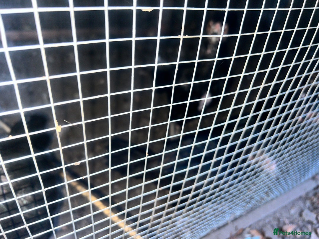 Chickens poultry for sale: Asil chickens for sale  - Image 3