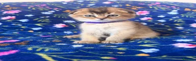 Scottish Fold 1