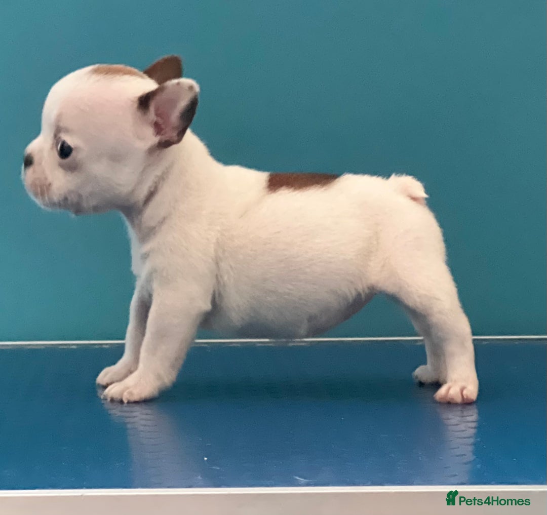 French Bulldog dogs for sale: Red pied female  - Image 6