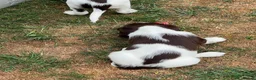 English Springer Spaniel dogs for sale: HEALTH TESTED QUALITY ENGLISH SPRINGER SPANIELS  - Advert 36