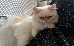 Persian cats for sale: Playful, loving Persian kitten to be rehomed asap - Image 1