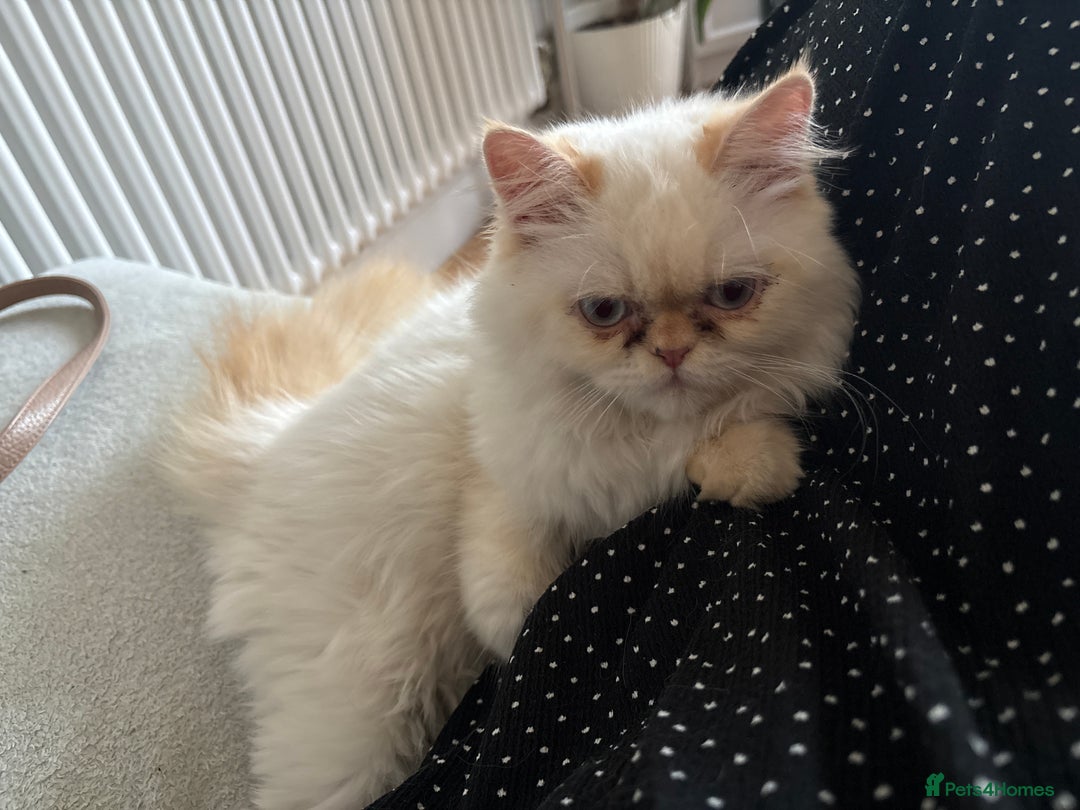Persian cats for sale: Playful, loving Persian kitten to be rehomed asap - Image 1