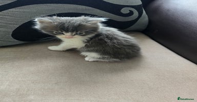 Mixed Breed cats - Advert 15