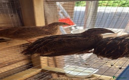 Quail poultry for sale: Mix off quails  - Image 1