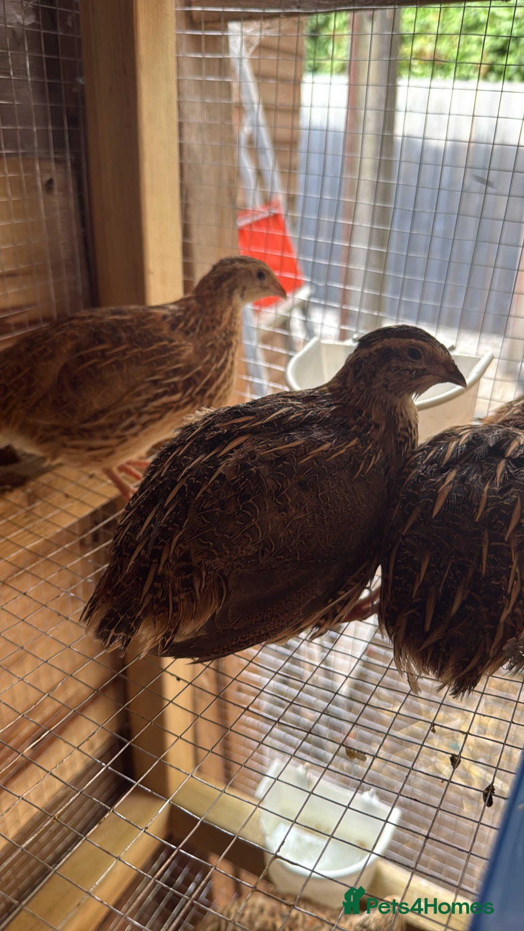 Quail poultry for sale: Mix off quails  - Image 1