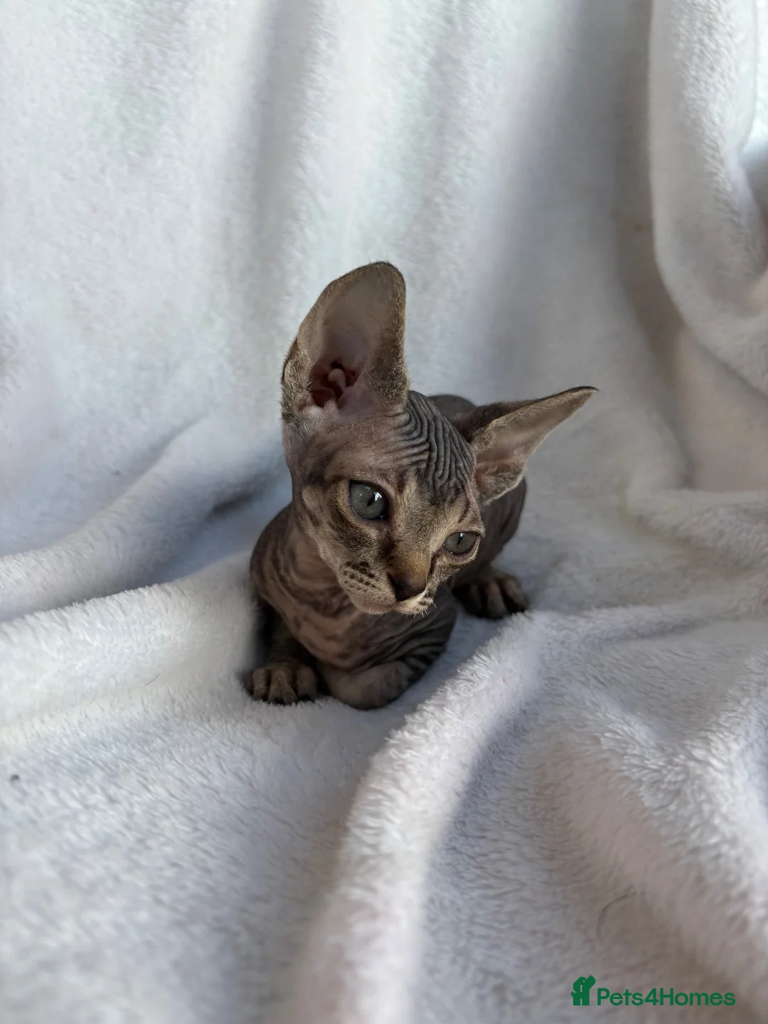 Sphynx cats for sale: Gorgeous stripped Sphynx kittens - Advert 2