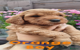 Cockapoo dogs for sale: Beautiful F1 Cockapoo Puppies - 3 boys 1 girl - Image 13