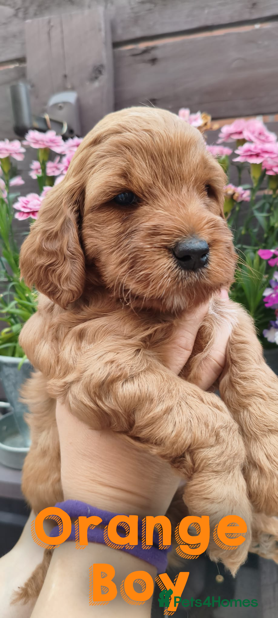 Cockapoo dogs for sale: Beautiful F1 Cockapoo Puppies - 3 boys 1 girl - Image 13