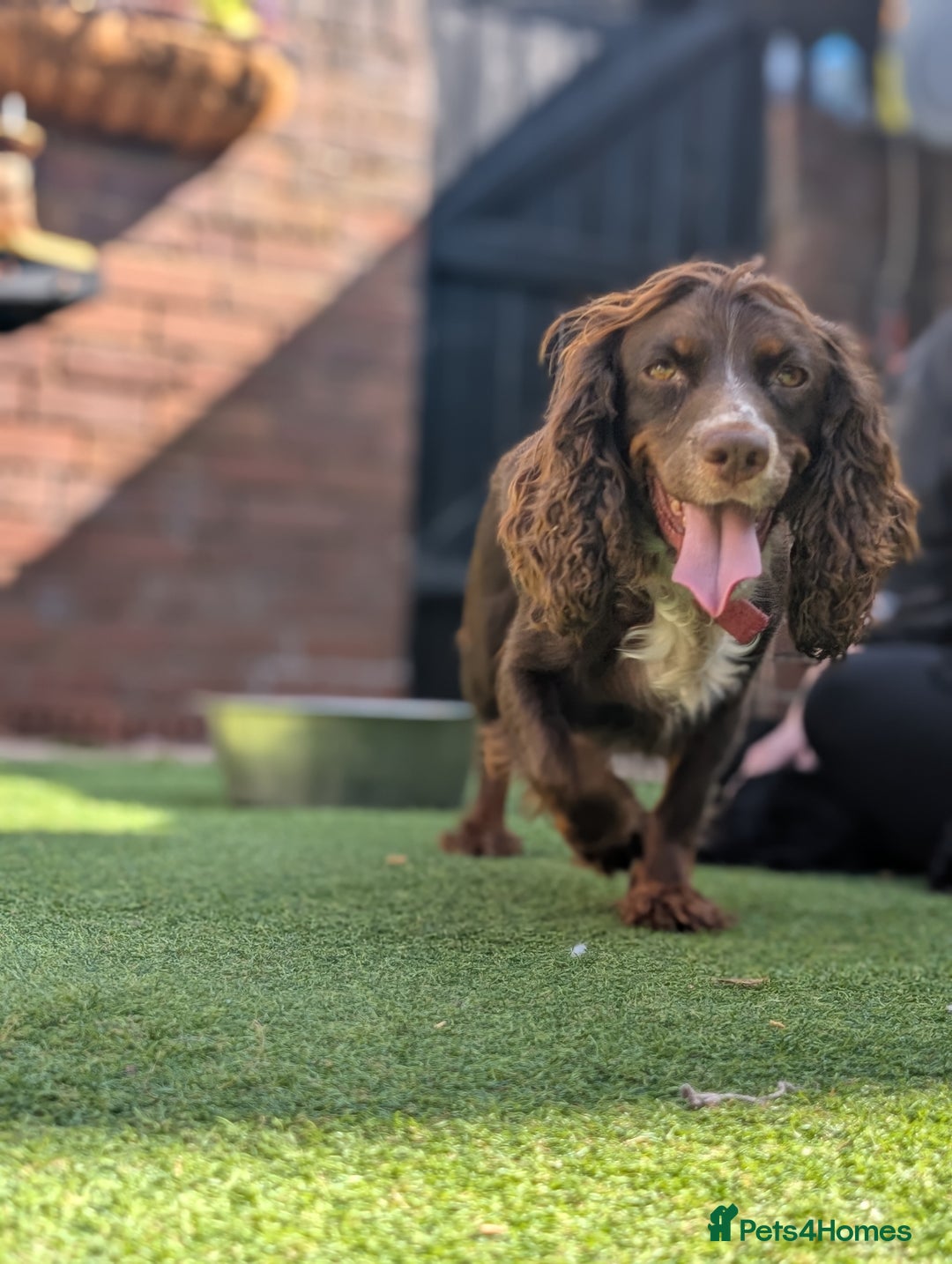 Cockapoo dogs for sale: We have Four Beautiful Cockerpoo Puppies Available - Image 17