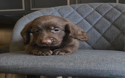 Cocker Spaniel dogs for sale: Cocker Spaniel Puppies Ready To Go!  - Image 6