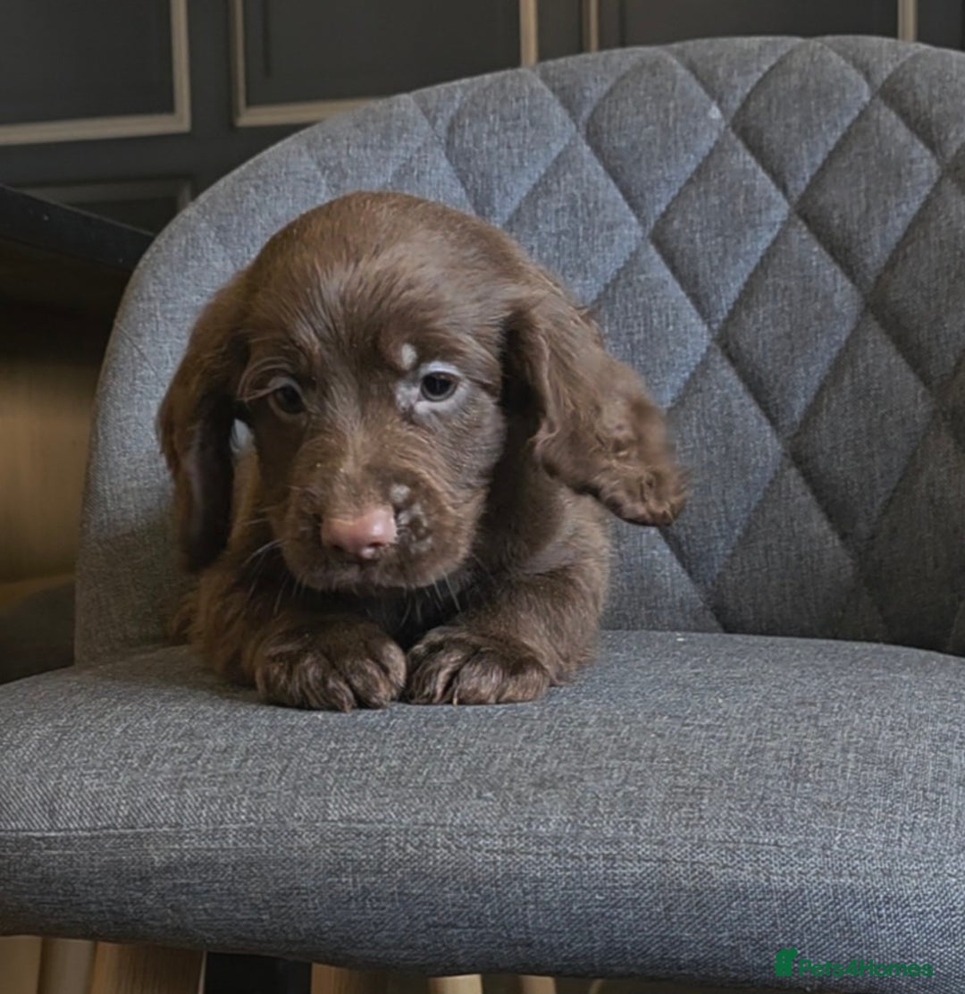 Cocker Spaniel dogs for sale: Cocker Spaniel Puppies Ready To Go!  - Image 6