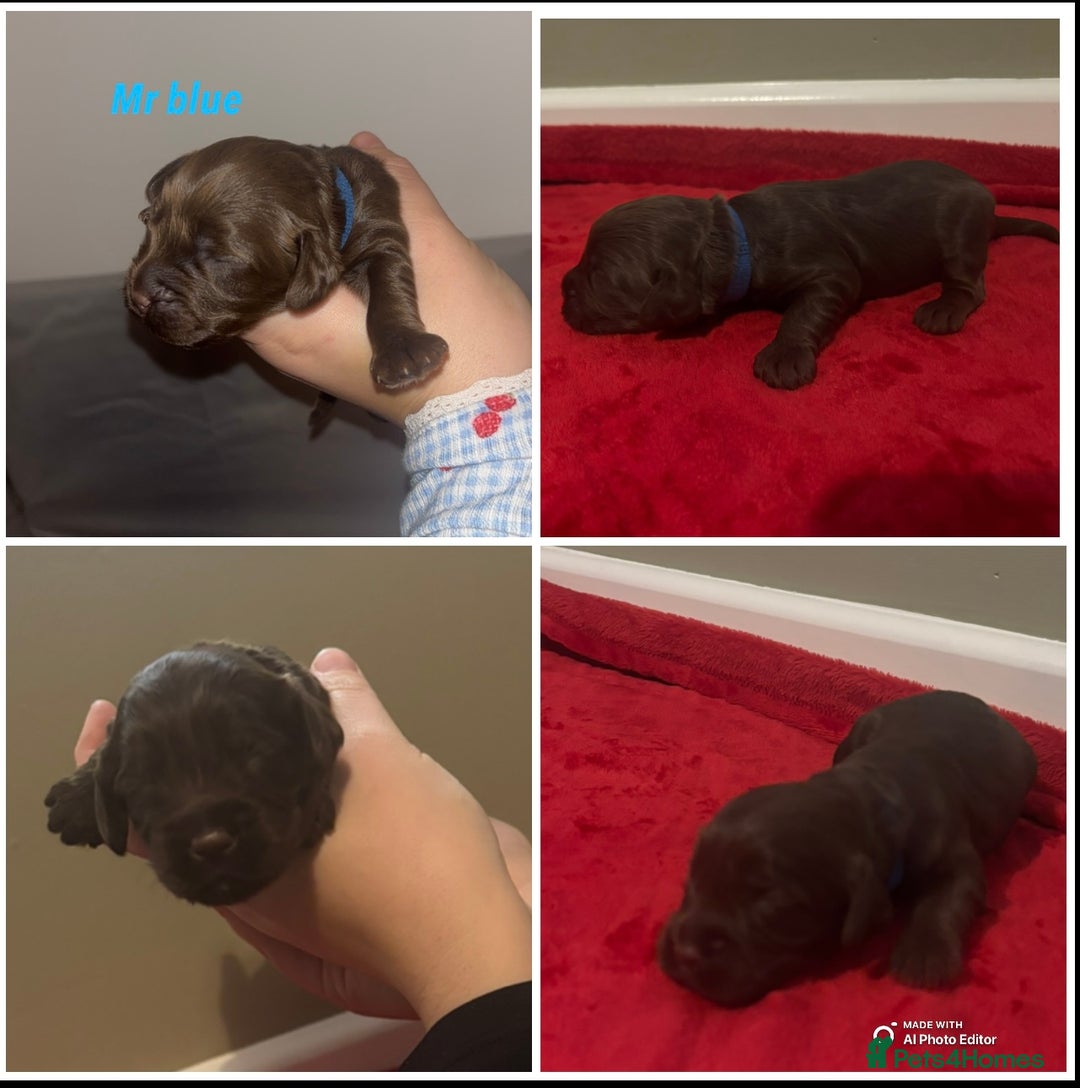 Cockapoo dogs for sale: Cockapoo f2b chocolate boys  - Advert 6