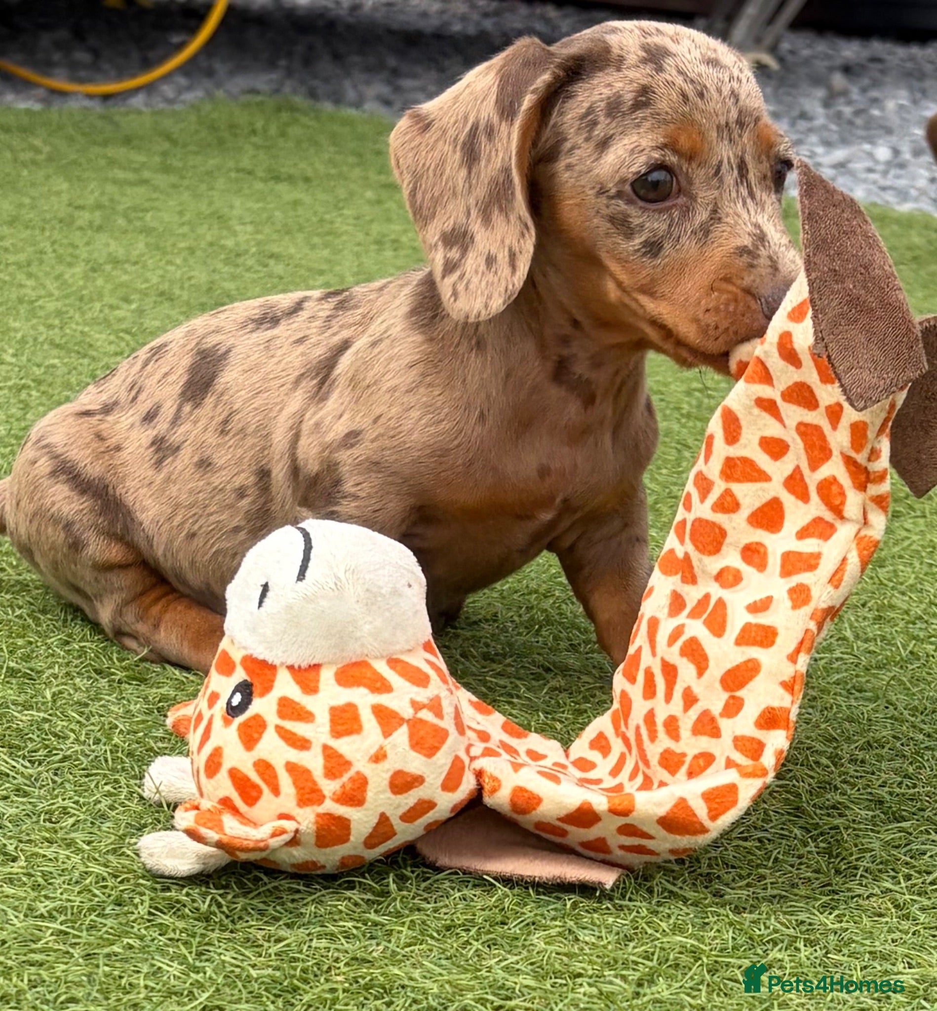 Dachshund dogs Dachshund puppies - Advert 2