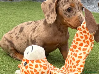 Dachshund dogs Dachshund puppies - Advert 2