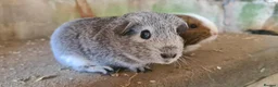 Rat rodents for sale: male guinea pigs (shelties, fuzzy and smooth)  - Advert 10