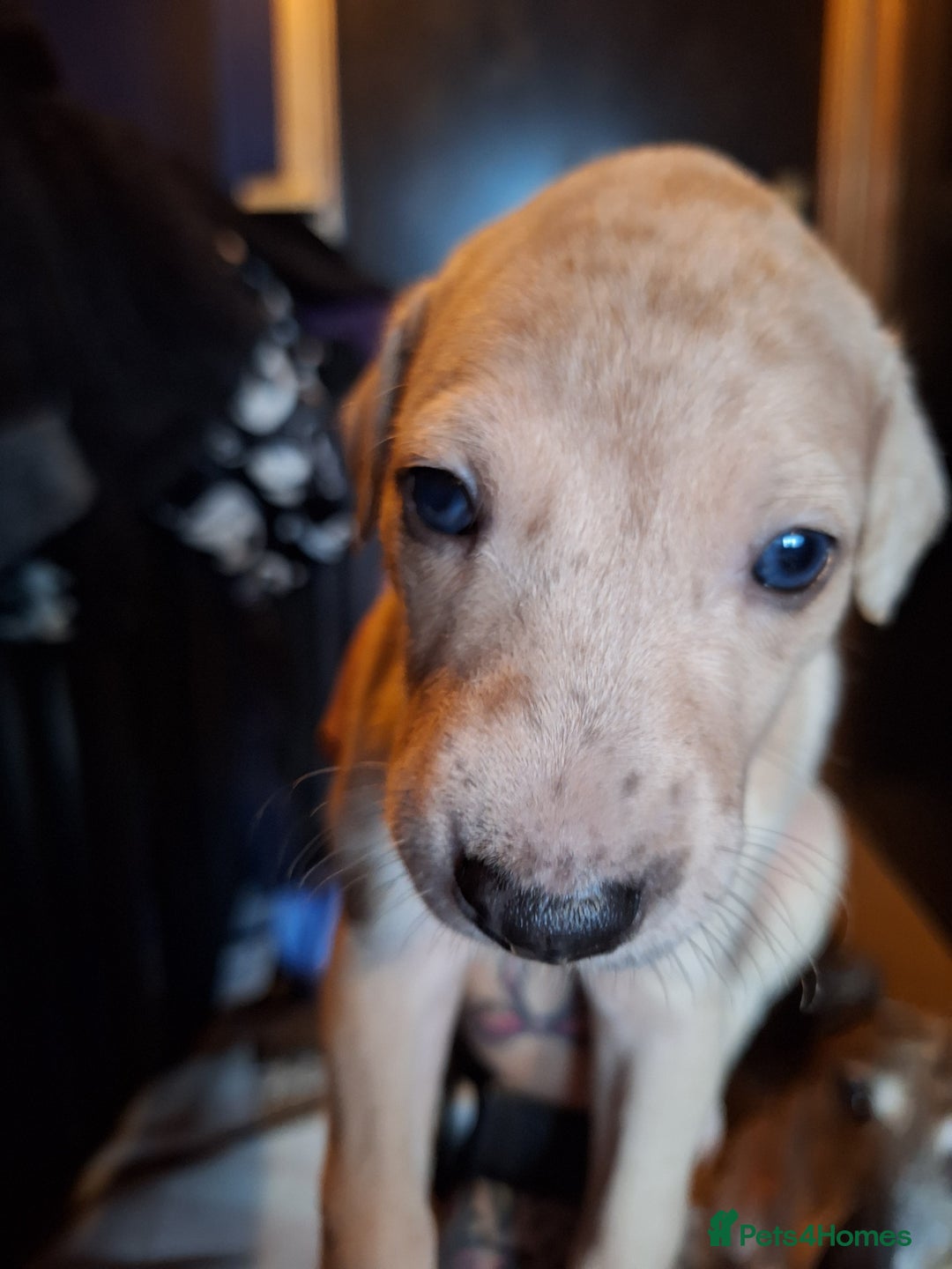 Lurcher dogs for sale: Really Now saluki Lurcher  - Advert 22