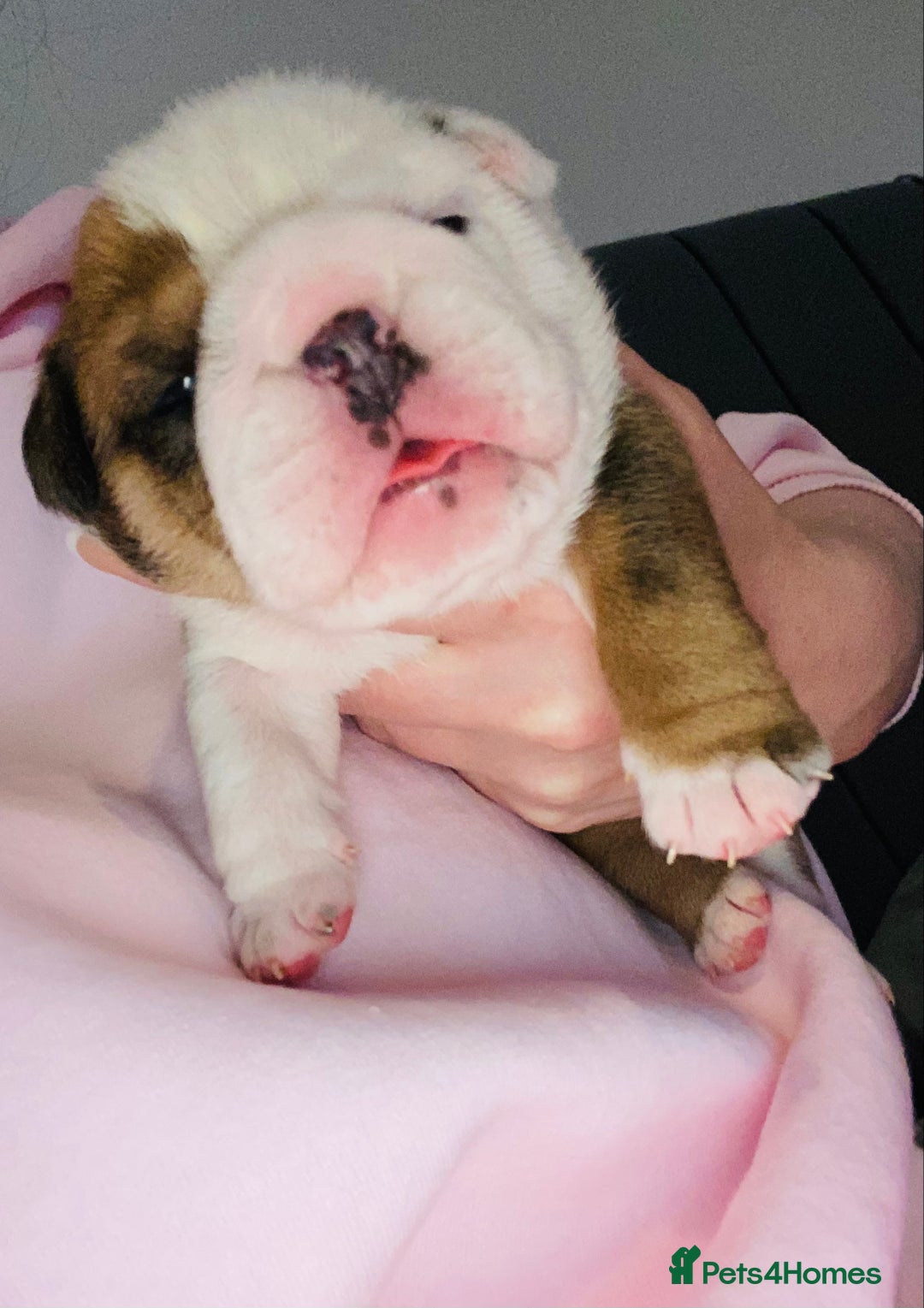 English Bulldog dogs for sale: English Bulldog Pups Standard Kc Reg - Image 5