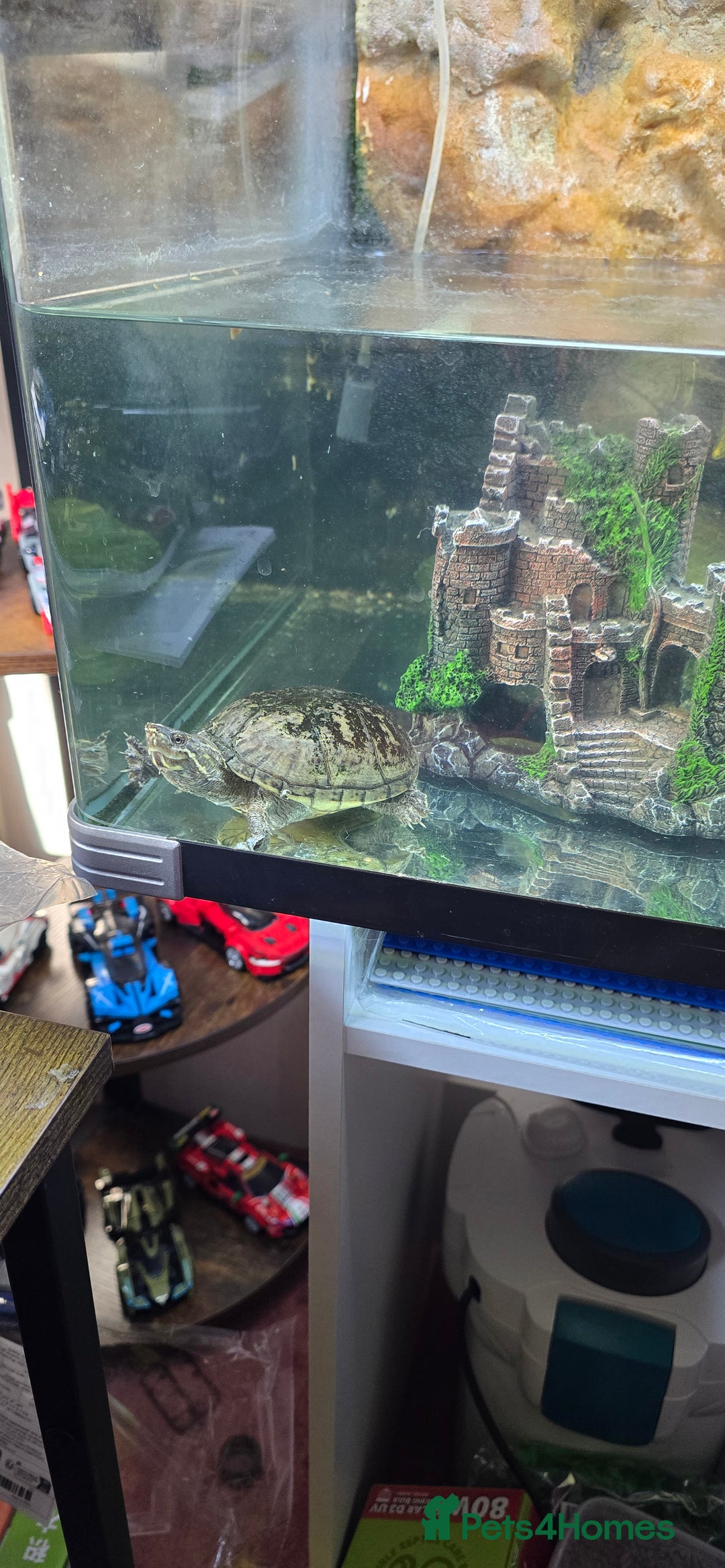 Turtle reptiles for sale: 3 Musk turtles with whole setup - Image 5